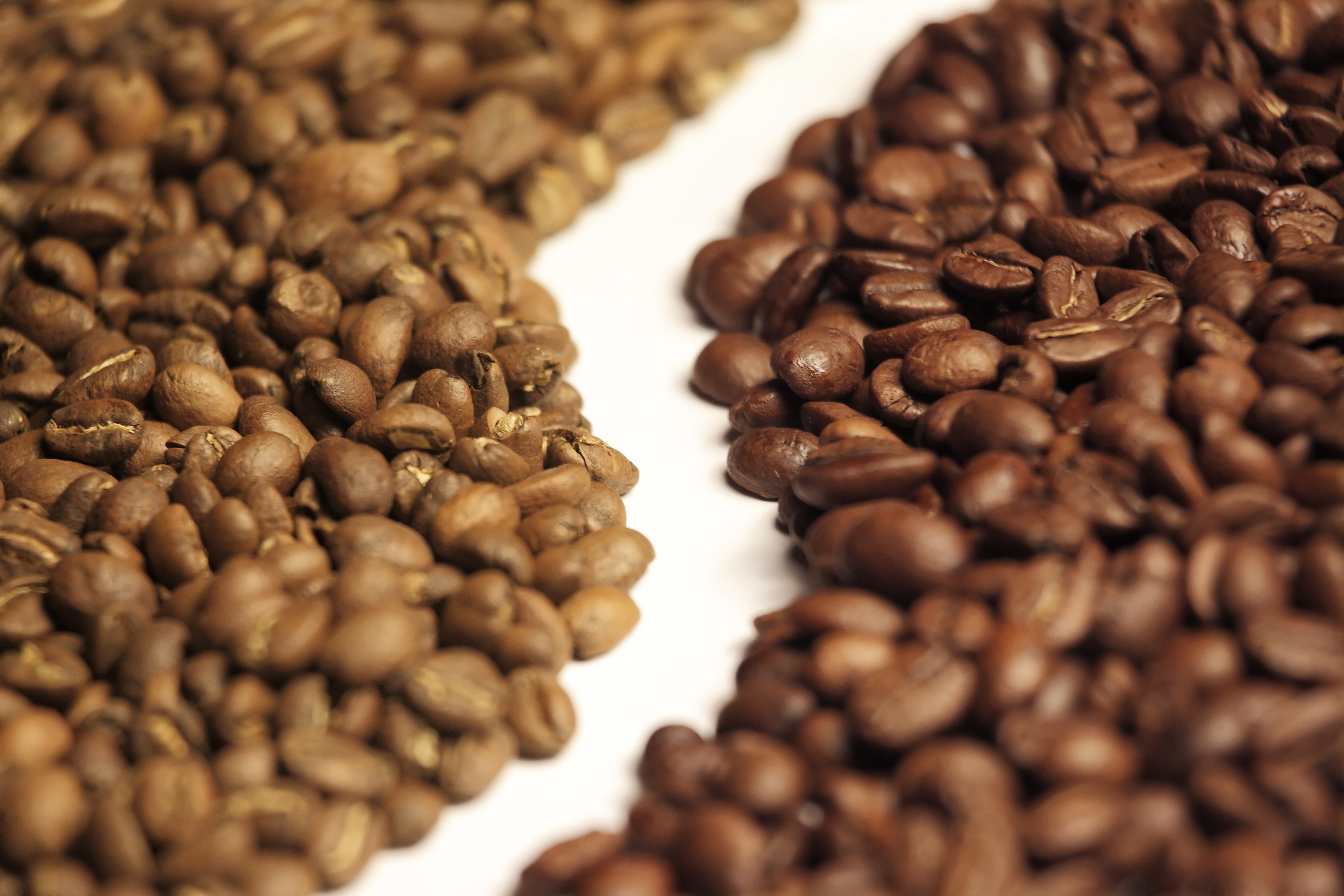ziarna kawy robusta i arabica